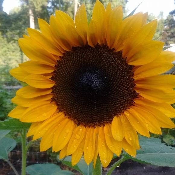 Meet your Posher, Bambi - Picture 1 of 1